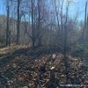 Chainsaws for clearing trees and brush trimmers for wintergreen vines
